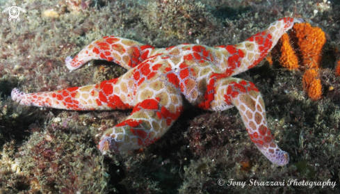 A Mosaic seastar