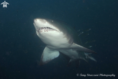 A Grey Nurse Shark (Sand Tiger, Ragged Tooth)