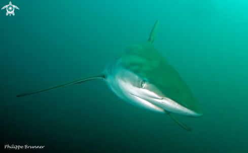 A Dusky shark