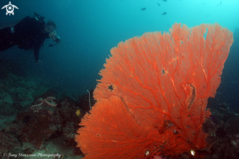 A Gorgonia sp | Sea Fan