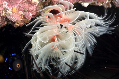 A feather duster worm