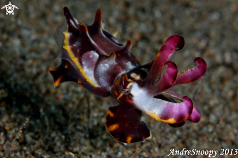 A Metasepia pfefferi | Flamboyant cuttlefish