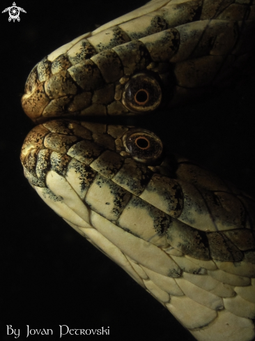 A Natrix tessellata | Vodena zmija Ribarica / Water snake - Dice snake.