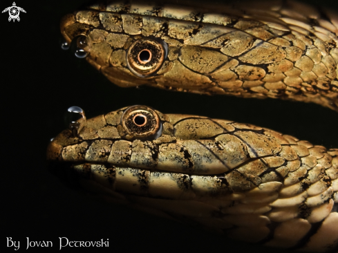 A Natrix tessellata | Vodena zmija Ribarica / Water snake - Dice snake..