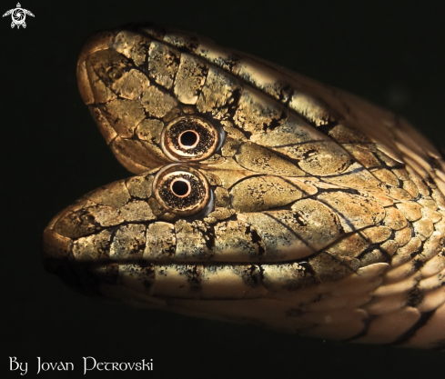 A Natrix tessellata | Vodena zmija Ribarica / Water snake - Dice snake.