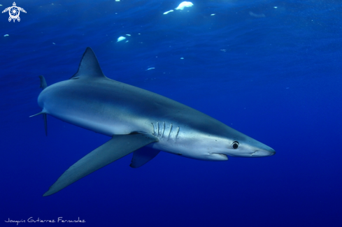 A Prionace glauca | Tiburon Azul
