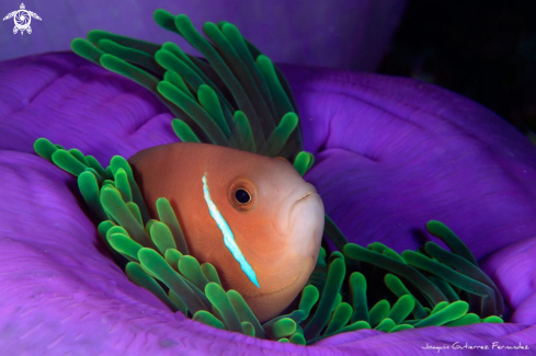 A clownfish