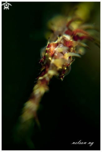 A Ornate Ghost Pipefish 