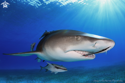 A Lemon Shark