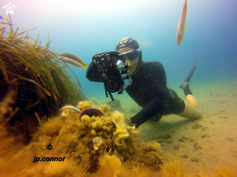 A Freediving