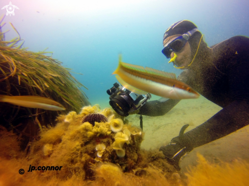 A Freediving