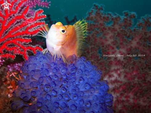 A Yellow hawkfish