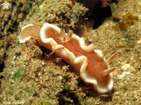 A Glossodoris rufomarginatus | nudibranch
