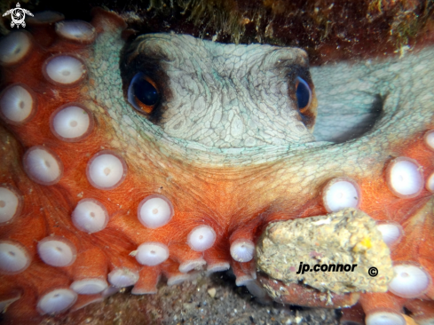 A Octopus vulgaris | Poulpe