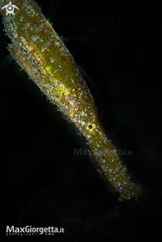 A Solenostomus paradoxus | ghost pipe fish