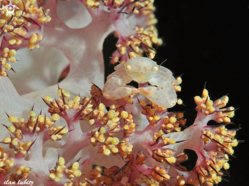A Neopetrolisthes maculosus | Anemone crab