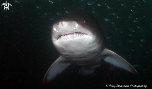 A Grey Nurse Shark (Sand Tiger, Ragged Tooth)