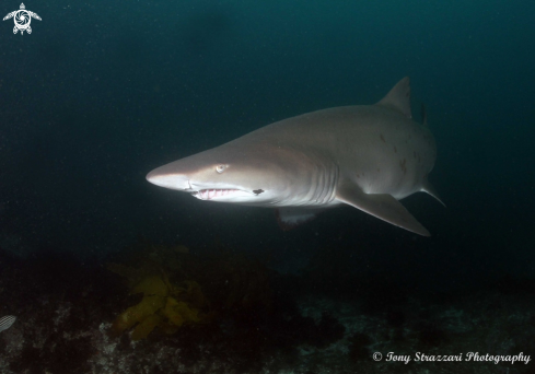 A Carcharias taurus | Grey Nurse Shark (Sand Tiger, Ragged Tooth)