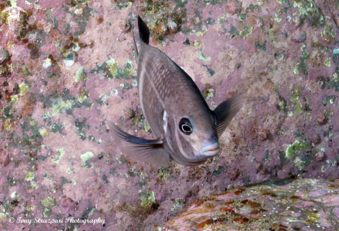 A Parma unifasciata | Girdled scalyfin