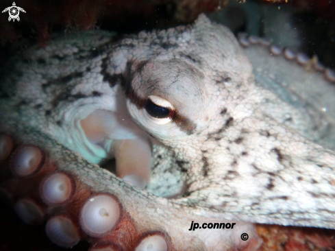 A Octopus vulgaris | Poulpe