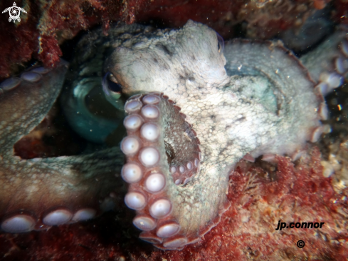 A Octopus vulgaris | Poulpe