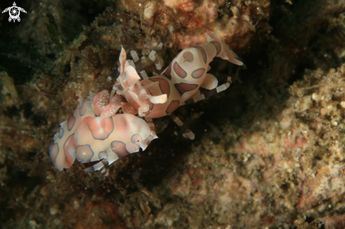 A Harlequin Shrimp