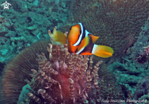 A Amphiprion ocellaris | Clownfish