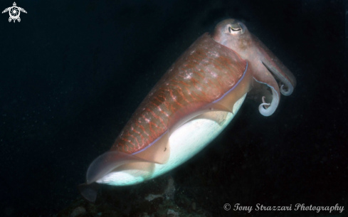 A Sepia officinalis | Cuttle