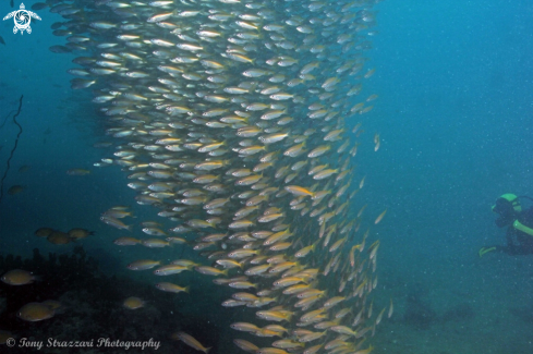 A Stolephorus dubiosus | Thai Anchovies