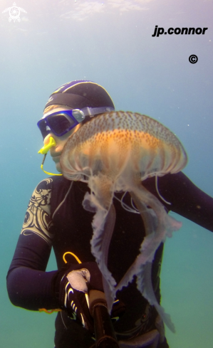 A Pelagia Noctiluca | Méduse pélagique