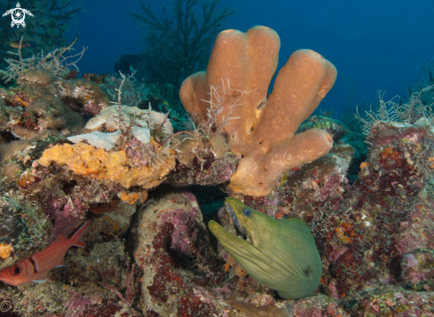 A Green Moray