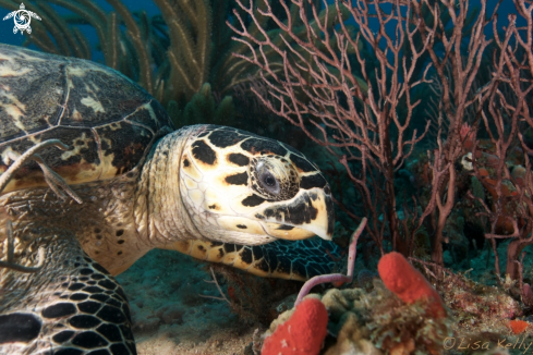 A Hawksbill Turtle