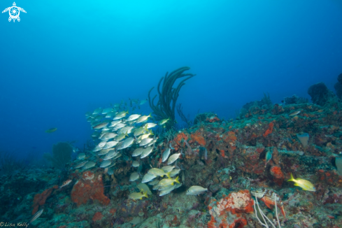 A Reef Scene