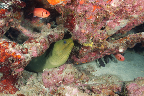 A Green Moray Eel