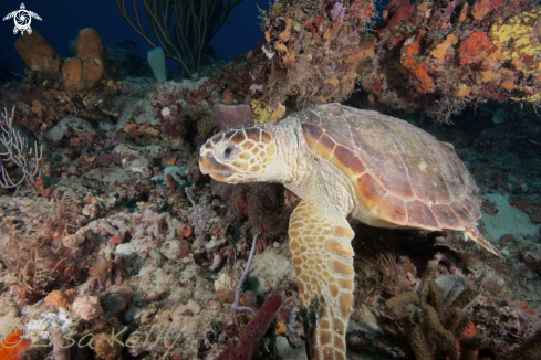 A Loggerhead Turtle