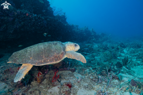 A Loggerhead Turtle