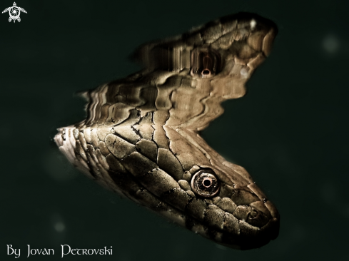 A Natrix tessellata | Vodena zmija Ribarica / Water snake - Dice snake.