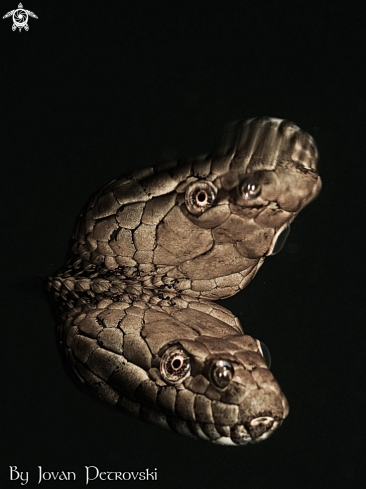 A Natrix tessellata | Vodena zmija Ribarica / Water snake - Dice snake.