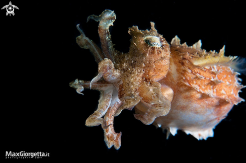 A cuttlefish