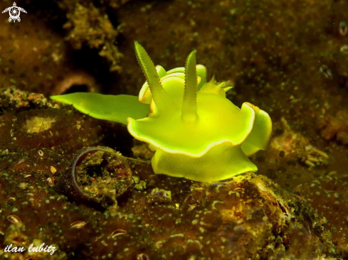 A Diversidoris crocea | nudibranch