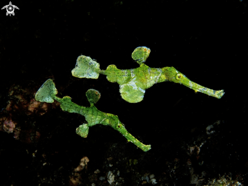 A  (Solenostomus sp.). | Halimeda Ghost Pipefish