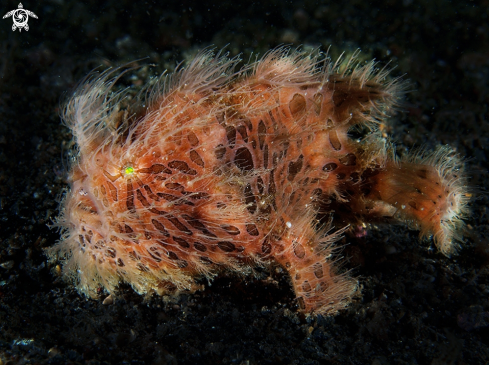 A hairy frogfish