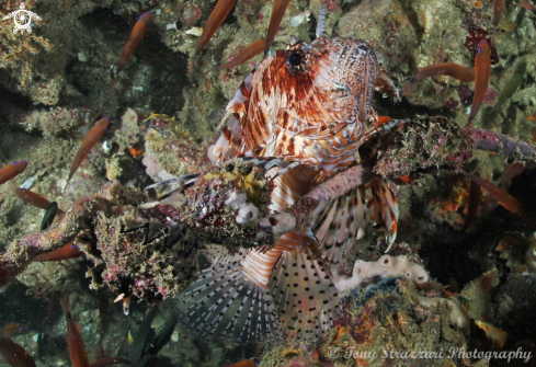 A Pterois volitans | Lionfish