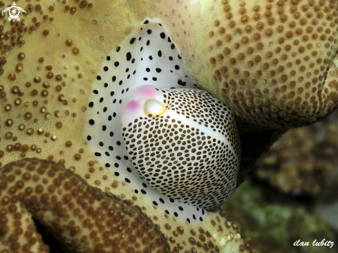 A Calpurnus verrucosus | allied cowrie