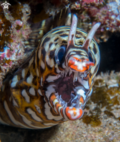 A Dragon Moray