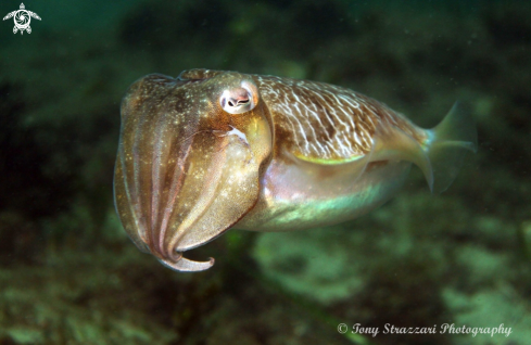 A Sepia plangon | Mourning Cuttle