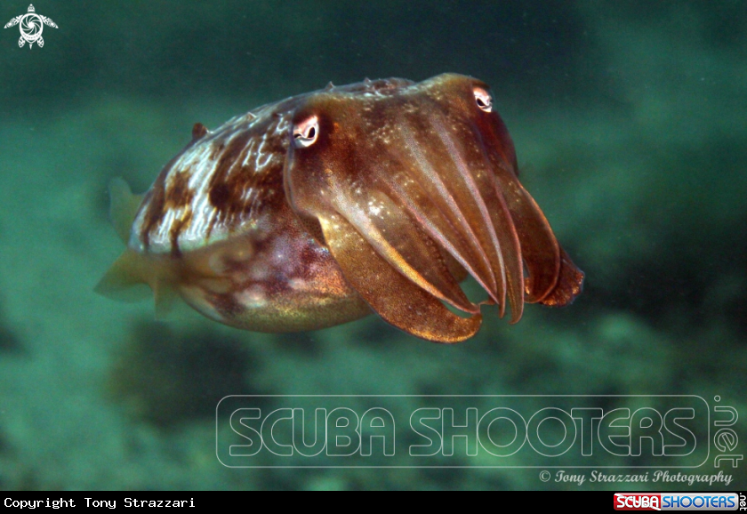 A Mourning Cuttle