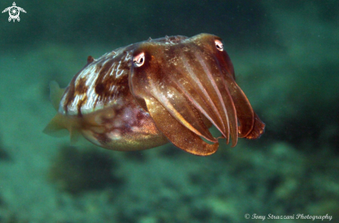 A Sepia plangon | Mourning Cuttle