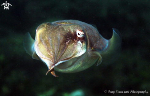 A Sepia plangon | Mourning Cuttle