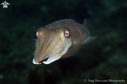 A Sepia plangon | Mourning Cuttle